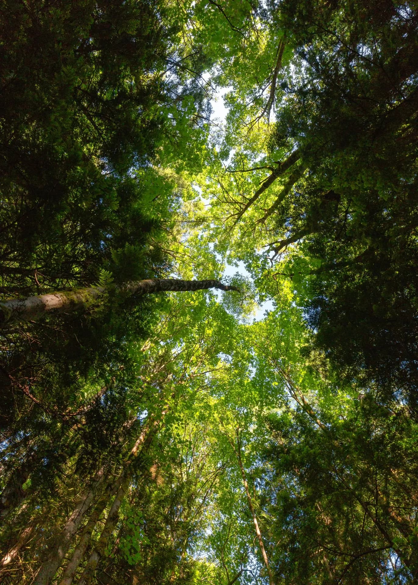 Looking up through tall forest trees at a canopy of green leaves and light