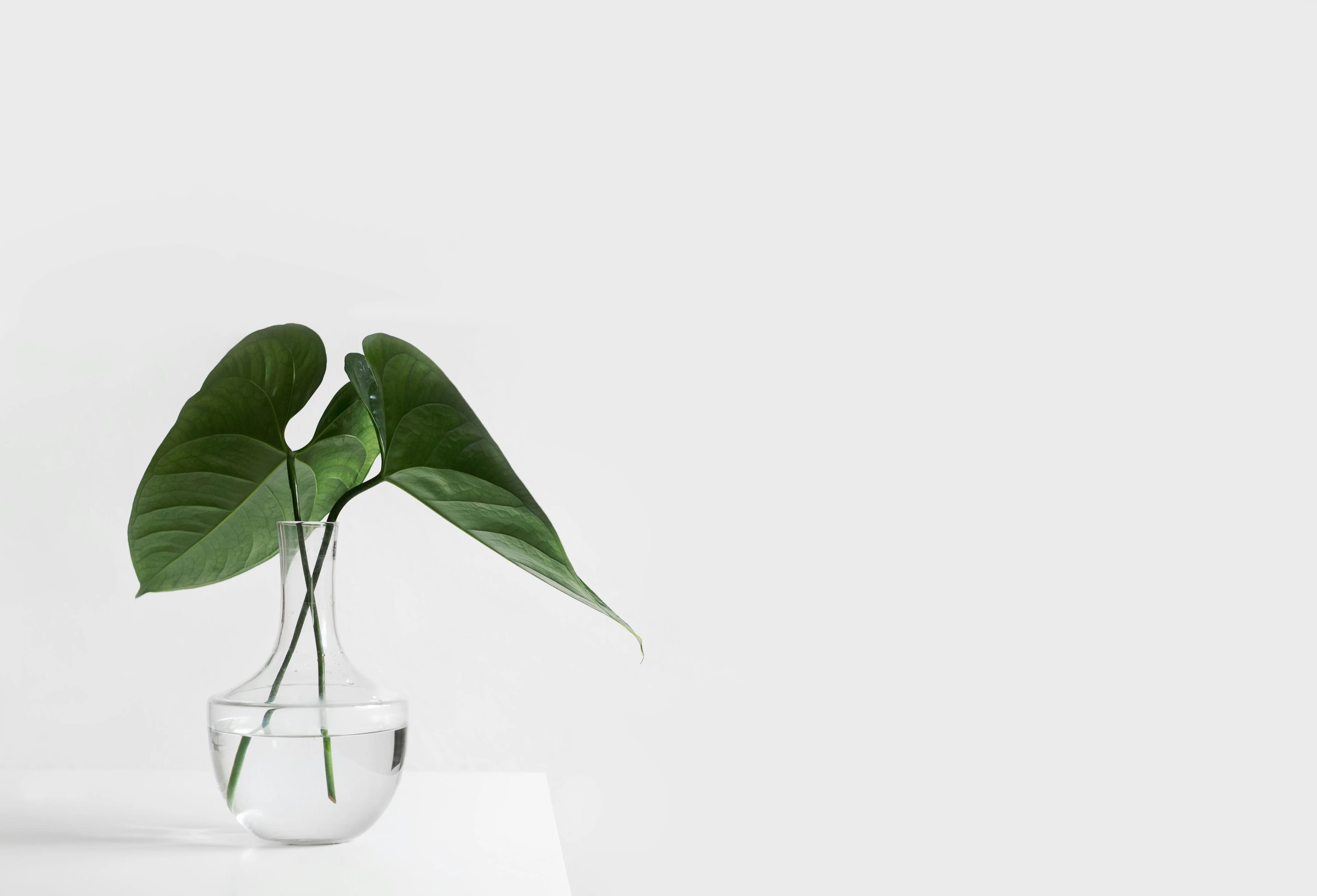 A green plant in a glass vase against a clean white background